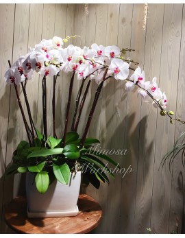 OR399 - 8菖白色蝴蝶蘭及陶瓷花盆